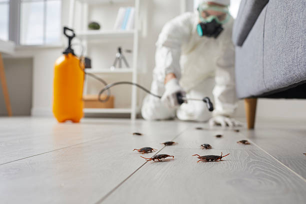 Commercial Rodent Management in South Riding